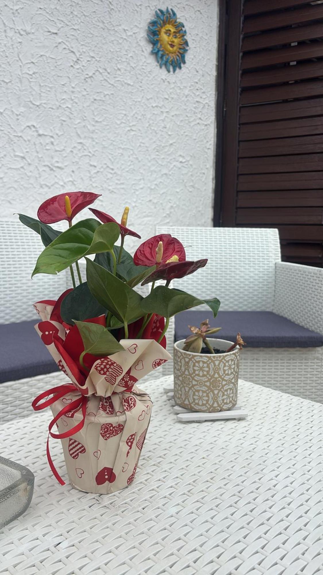 Appartamento Giardini Naxos Butterflies Home 스키조 외부 사진